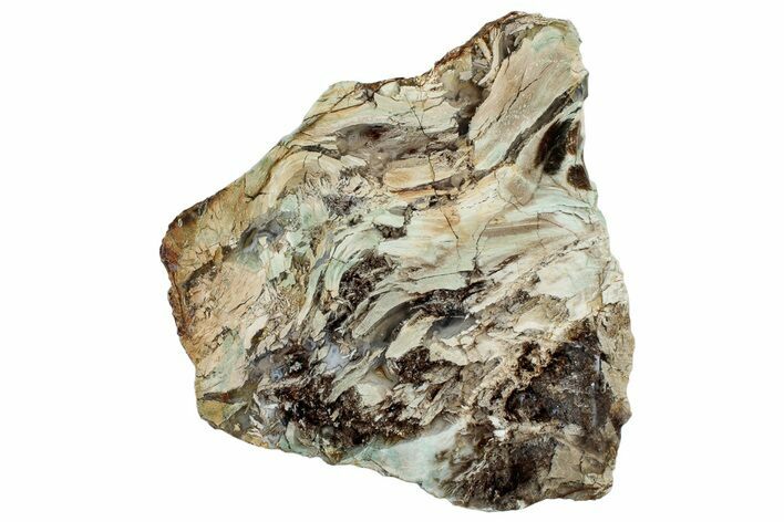 Colorful Polished Petrified Wood Slab - Turkey #299415